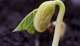 זרעים למיניהם